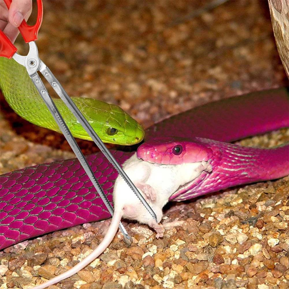 Snake Feeding Tongs Reptile Fe - Water Dish Reptile ulasan dan harga
