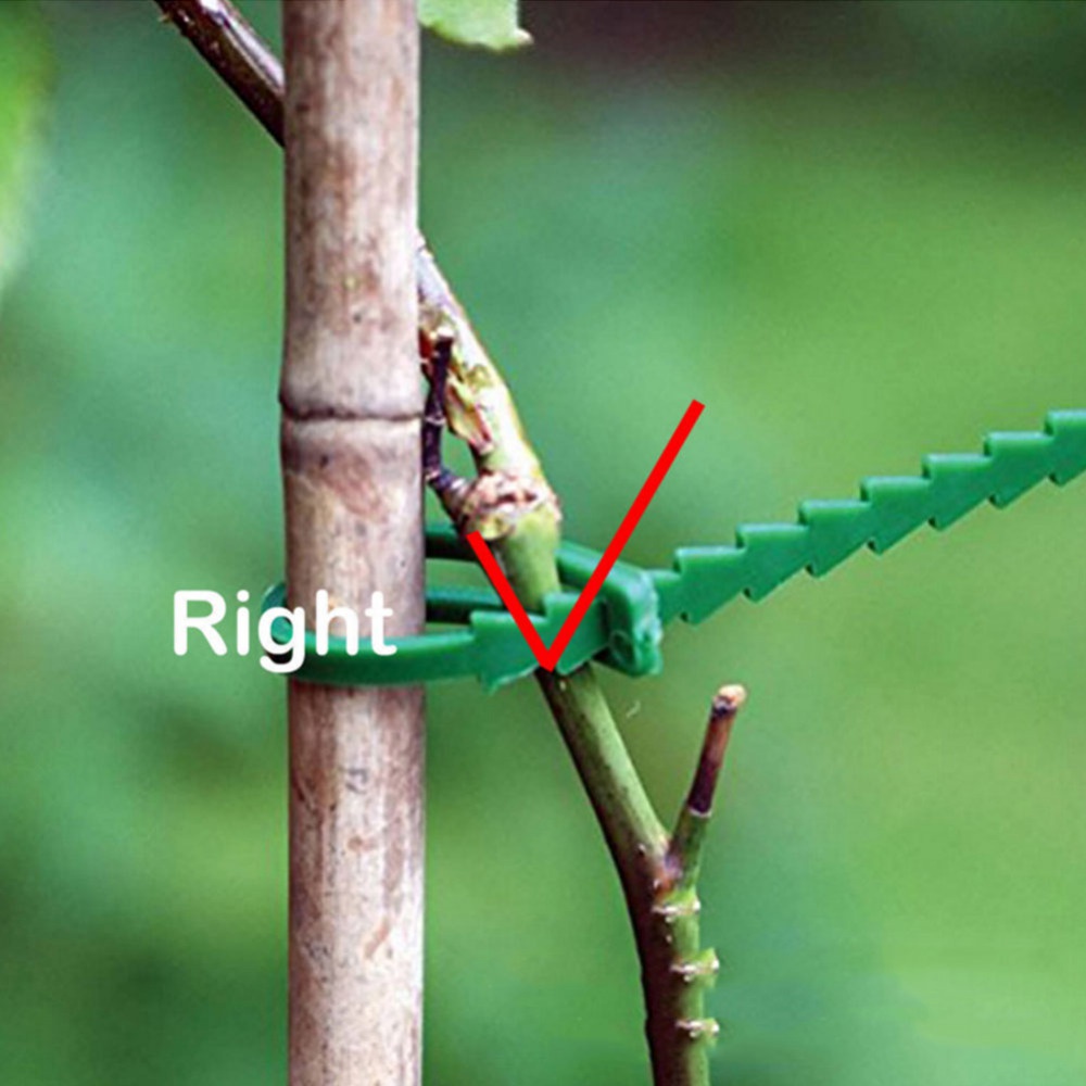 50Pcs Reusable Adjustable Plas - Vine Climbing Plastic ulasan dan harga